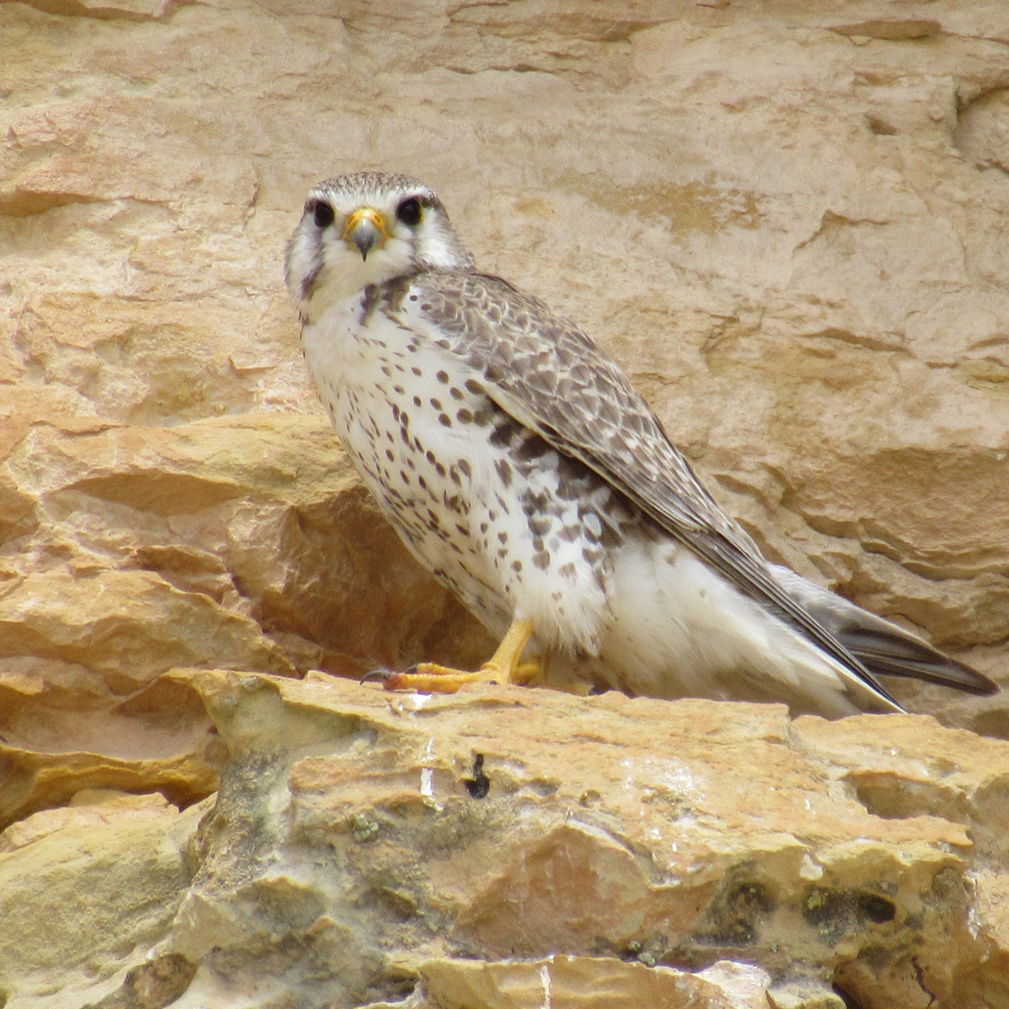 White Mountain petroglyphs falcon