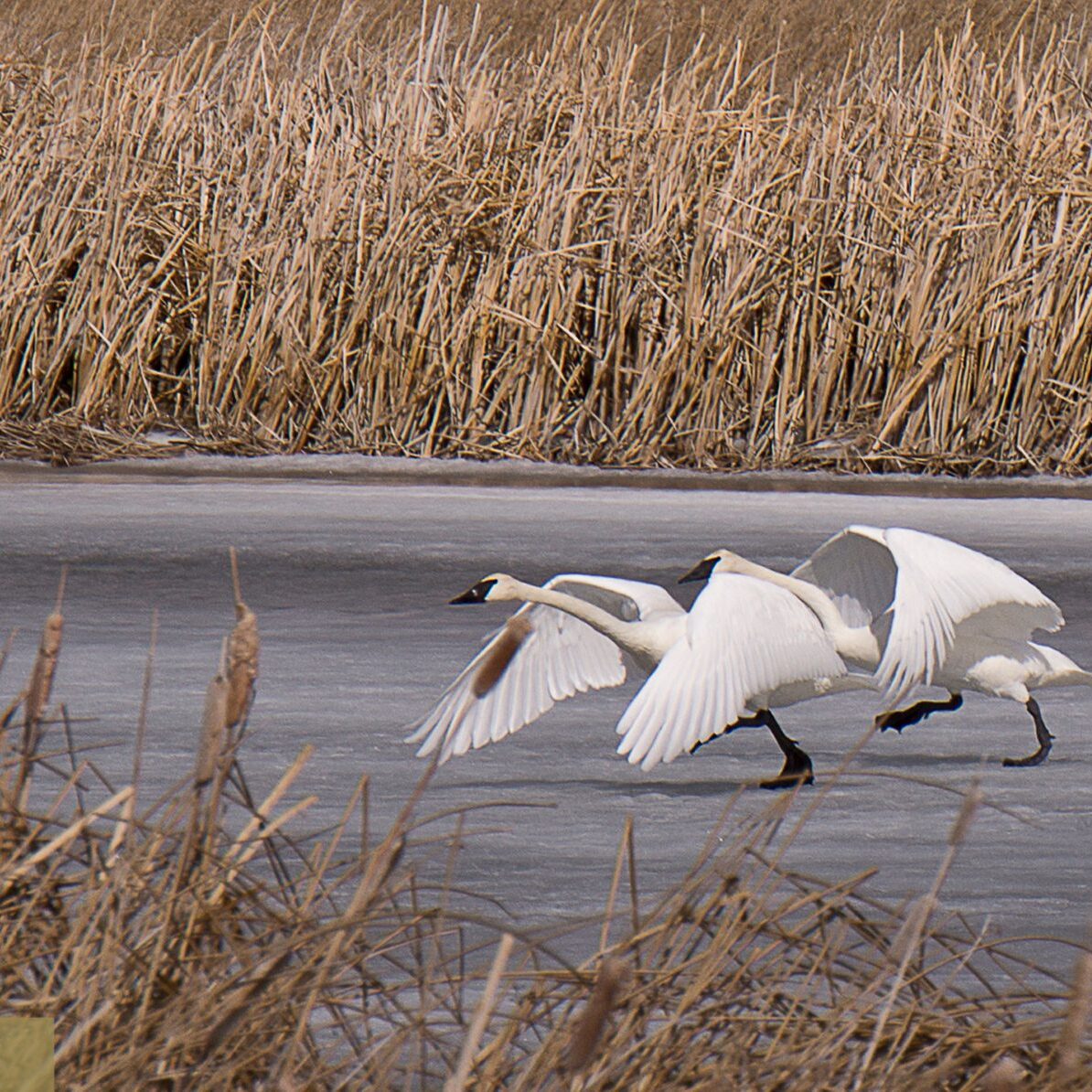 Amanda McClure7RESIZED